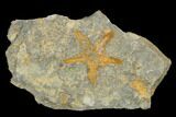 Ordovician Starfish (Petraster?) Fossil - Morocco #180856-1